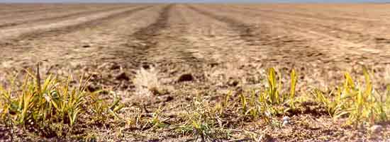 Fields Of Brown